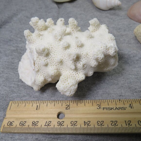 Real Sea Shells Vintage (2) Sandcastles Mr. Sandman OVER 5 POUNDS - Picture 12 of 14